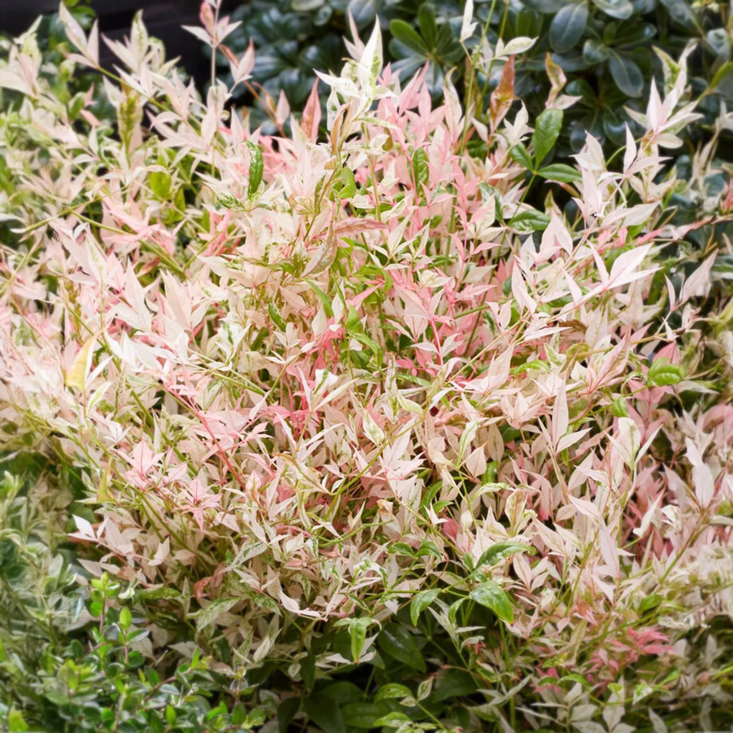 Plant and Stories Nandina Twilight bambou sacré pot 17 cm panaché