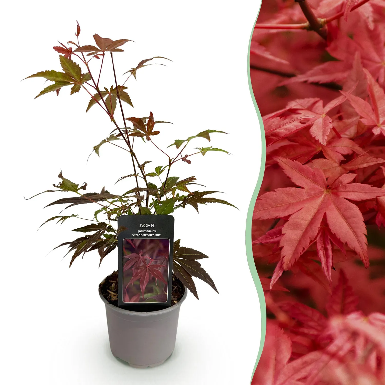 Plant and Stories Atropurpureum érable Japon 12 cm 1 plant pourpre
