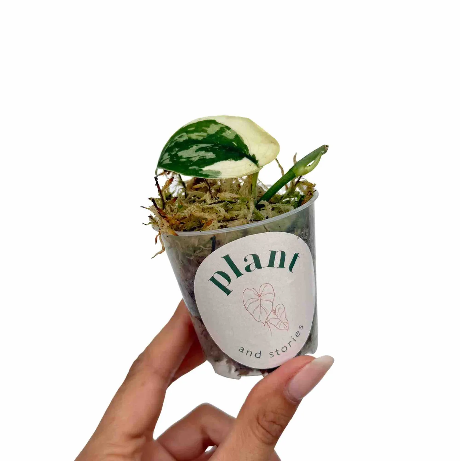 Plant and Stories Scindapsus Mayari Variegata plante pot 6cm argenté