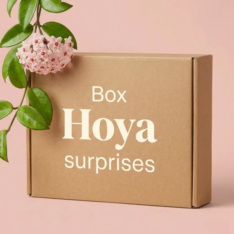 Plant and Stories box Hoya mystères pack 3 surprises