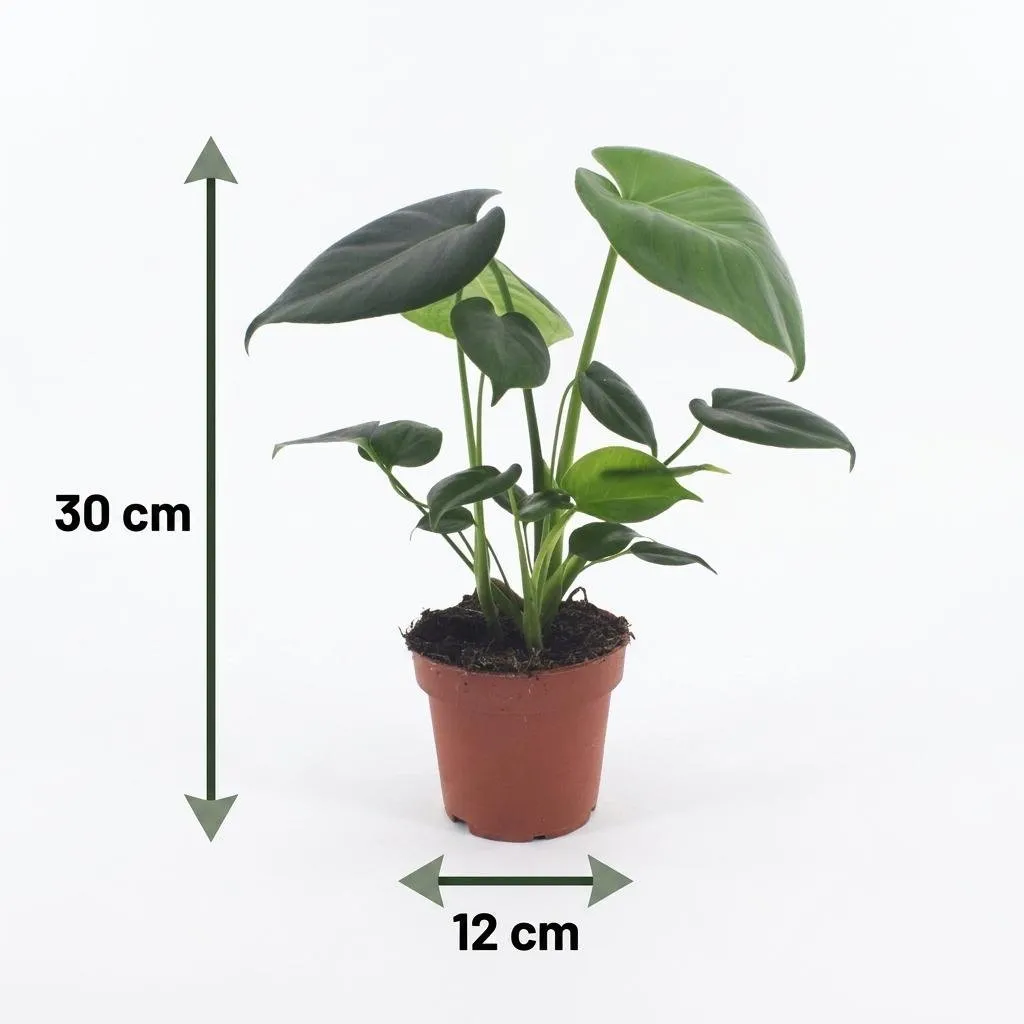 Plant and Stories Monstera Deliciosa plante d'intérieur 12cm 1 plante