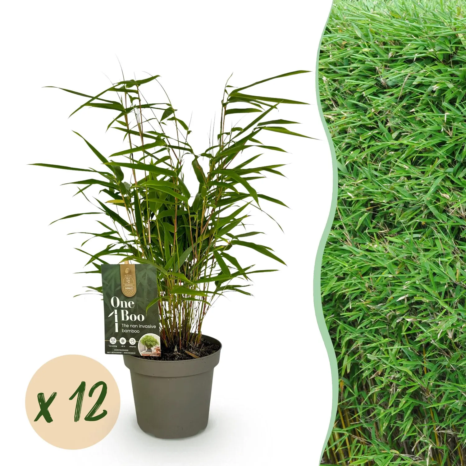 Plant and Stories Bambou Fargesia Rufa brise-vue 2 plants pot 14cm