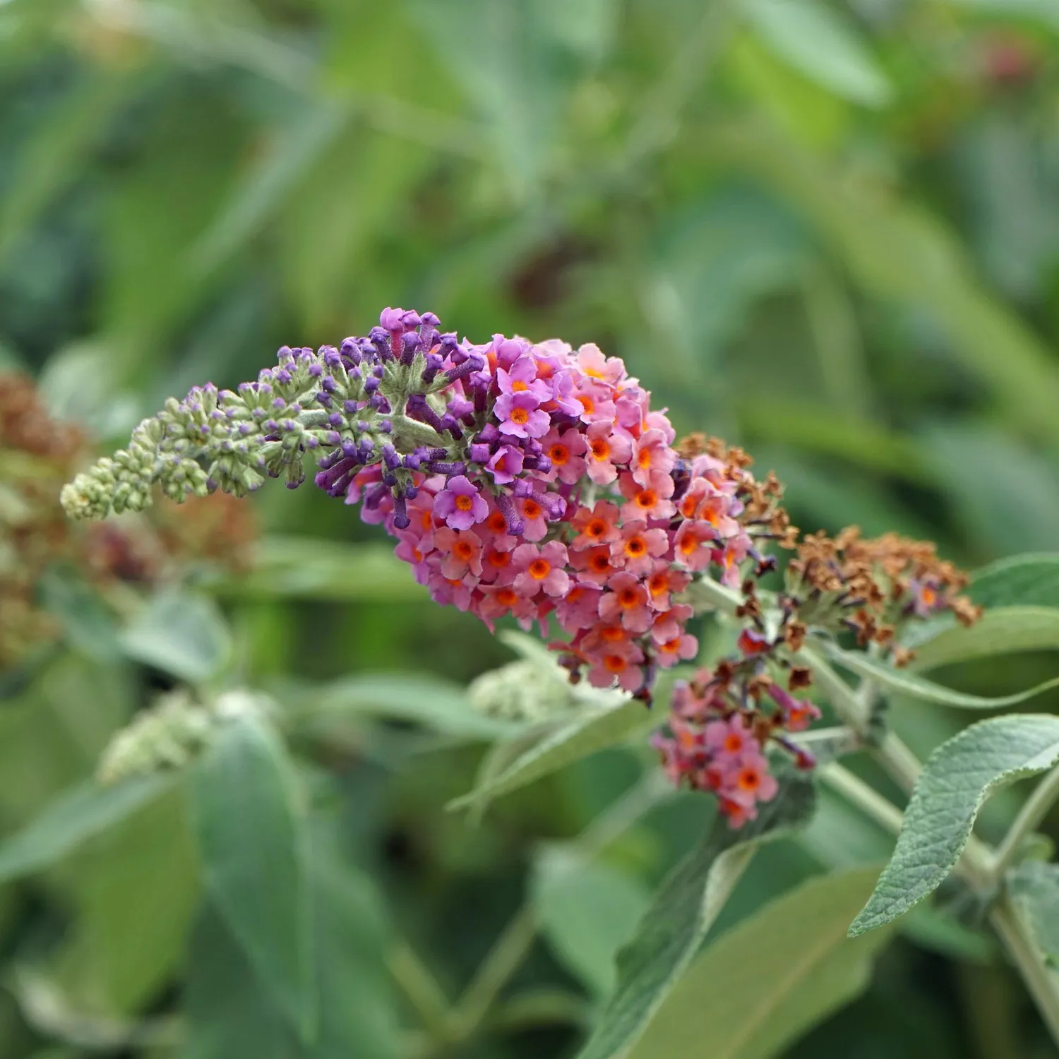 Plant and Stories Flower Power arbre aux papillons 1 plant soleil