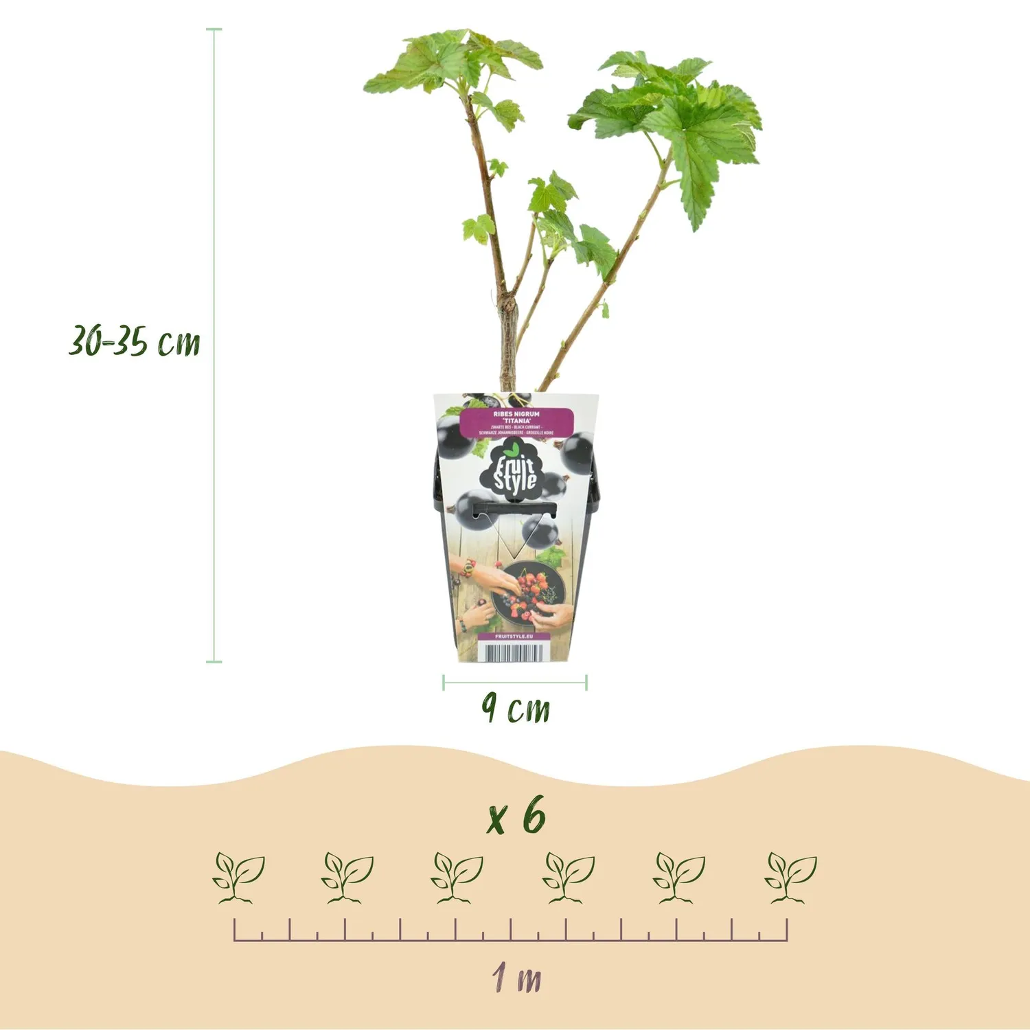 Plant and Stories Cassissier Titania fruitier 3 plants pot 9 cm