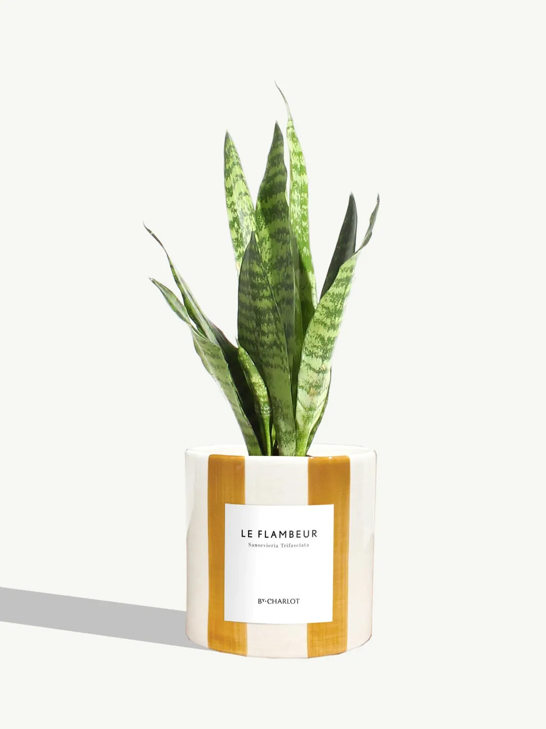 By Charlot Le Flambeur plante verte sansevieria S