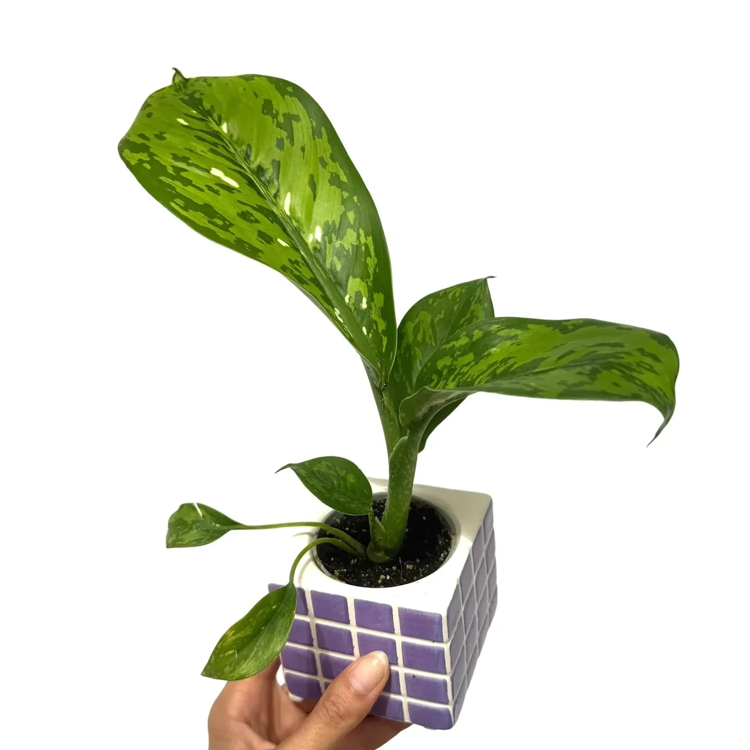Plant and Stories Dieffenbachia Crocodile plante pot 6 cm verte