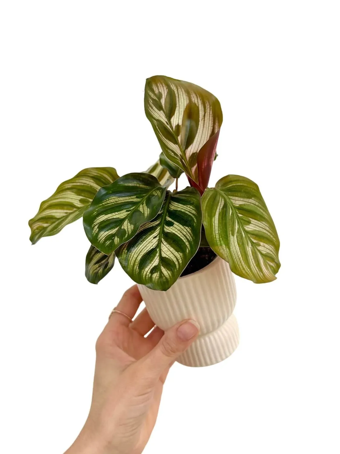 Plant and Stories Cache-pot coupe céramique mini Taupe succulentes