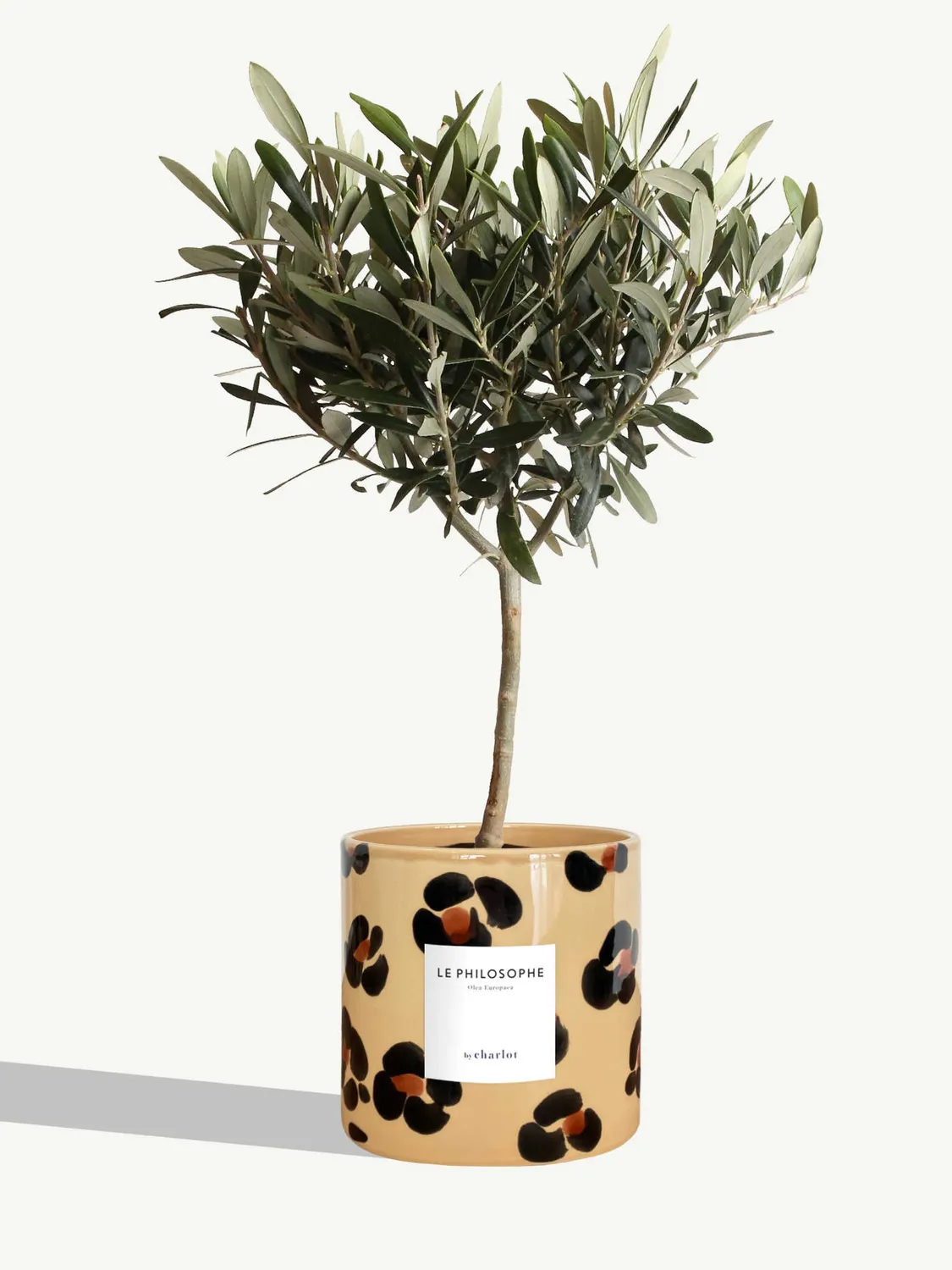 By Charlot Le Philosophe plante pot M olivier