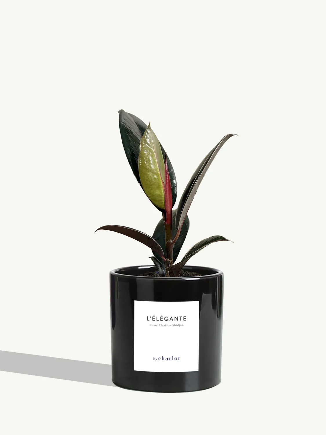 By Charlot L'Élégante Plante verte facile d'entretien