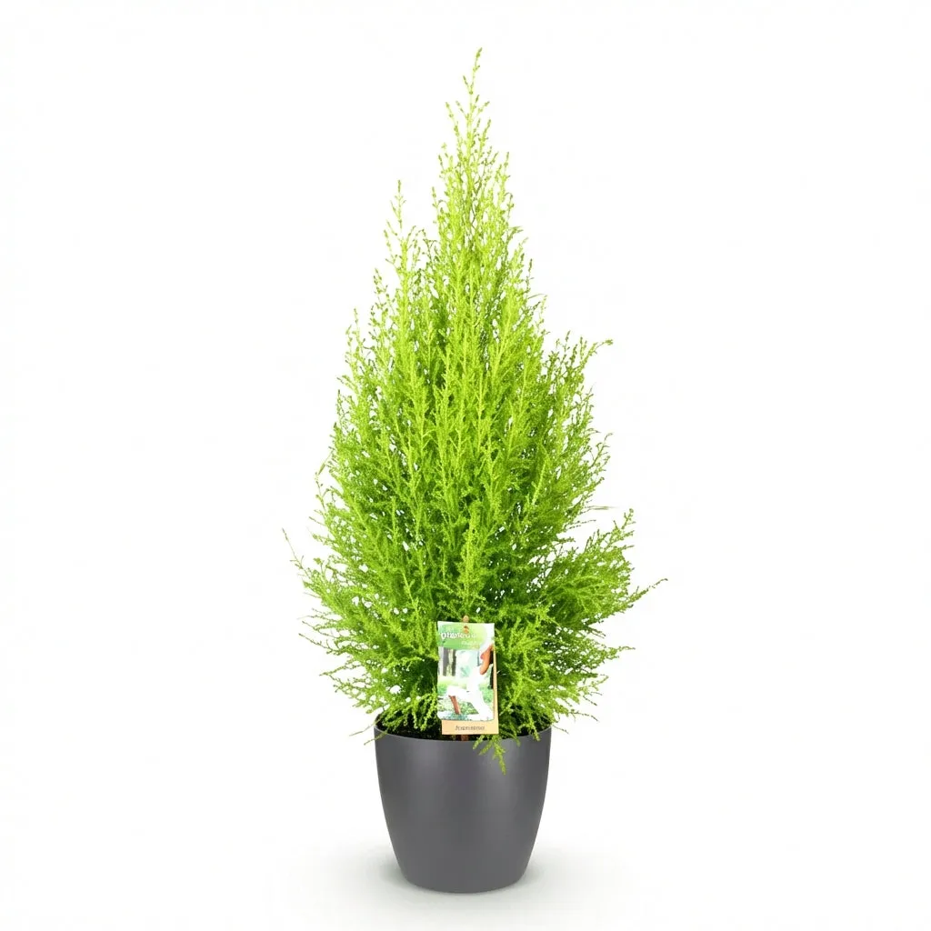 Plant and Stories Cupressus Gold Crest Wilma conifère pot 21cm 90cm