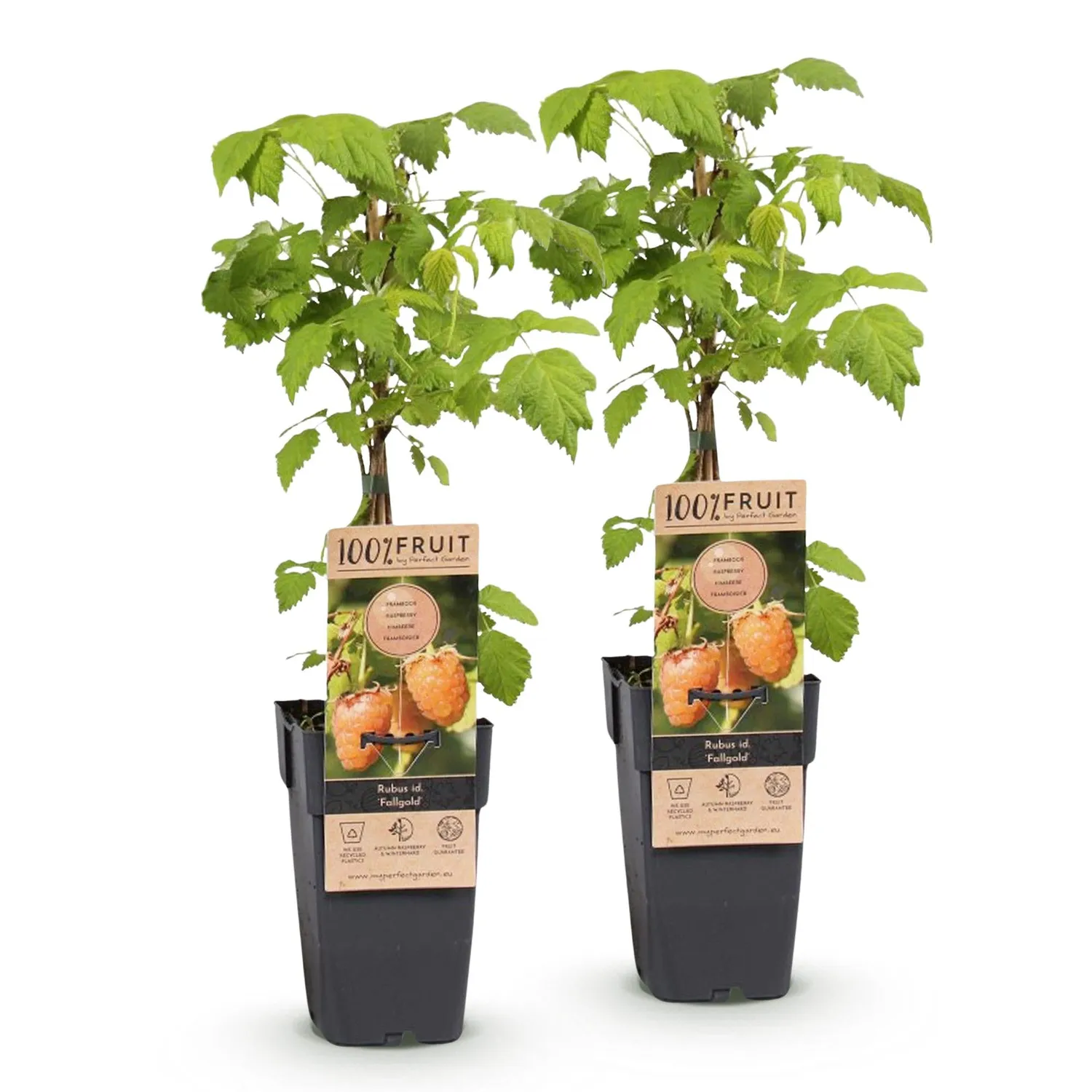Plant and Stories Framboisier Fallgold fruitier pot 15cm lot 2