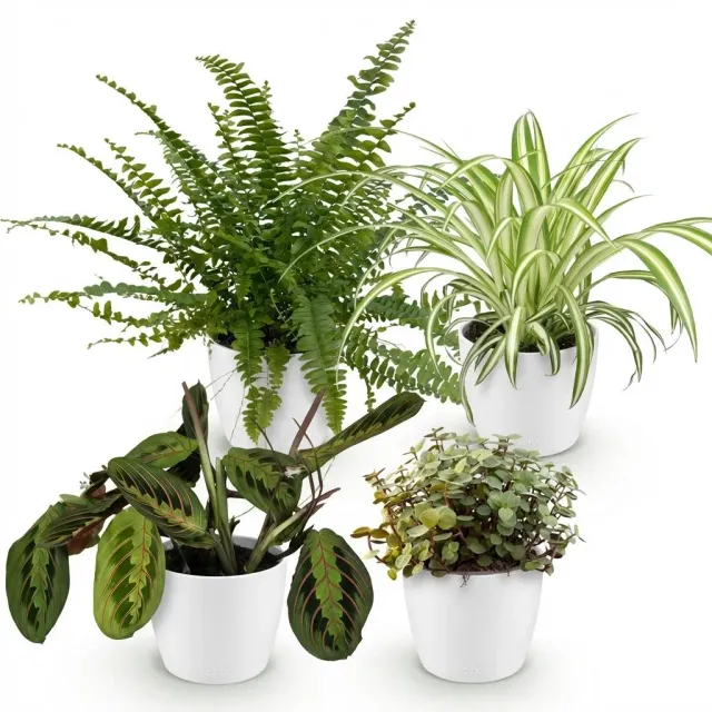 Plant and Stories Box Pet-Friendly 4 plantes pot 12cm sans cache-pot