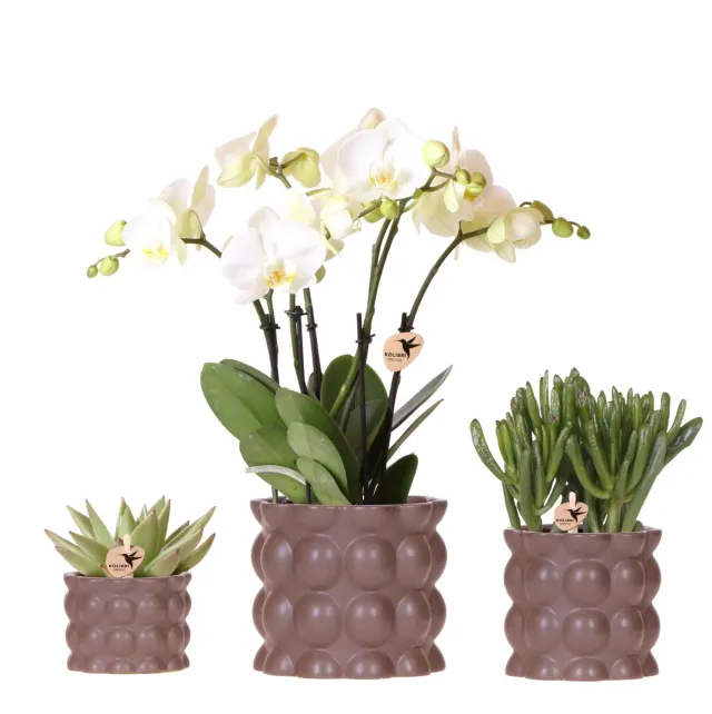 Plant and Stories Phalaenopsis Ghent orchidée blanche coffret