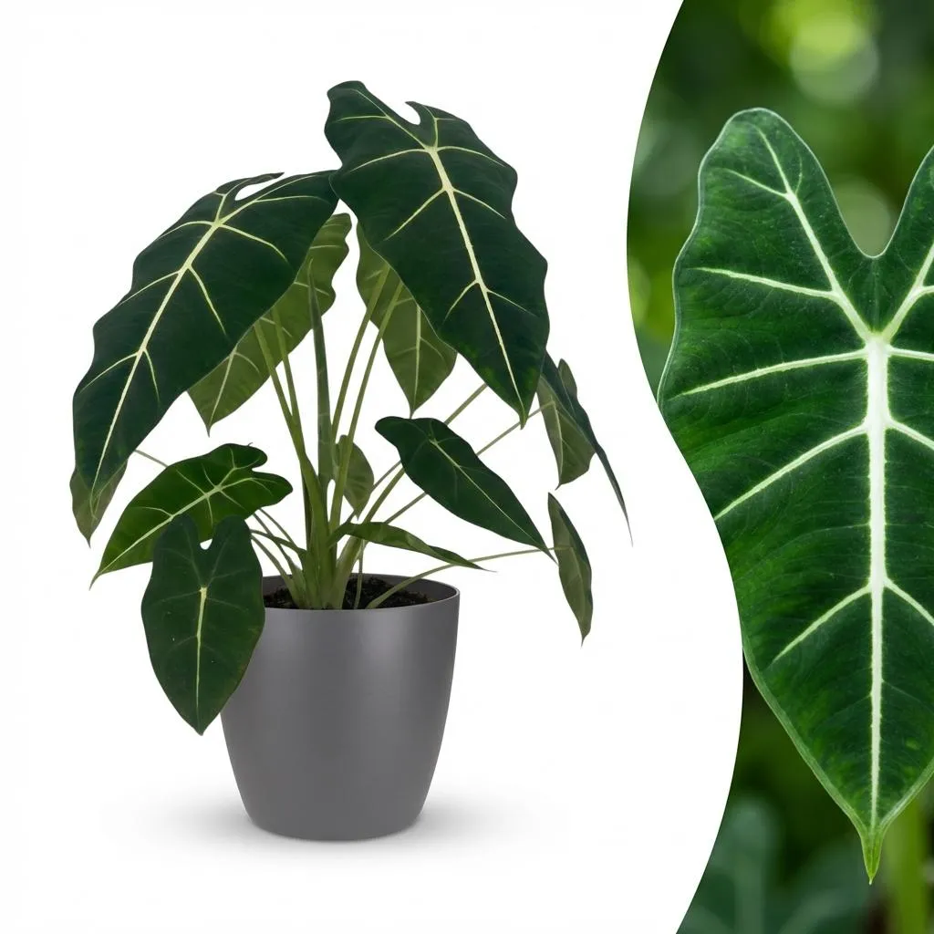 Plant and Stories Alocasia Frydek plante d’intérieur 60 cm velours