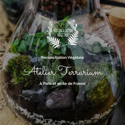 Réconciliation Végétale Atelier terrarium Paris 1h30 écosystème