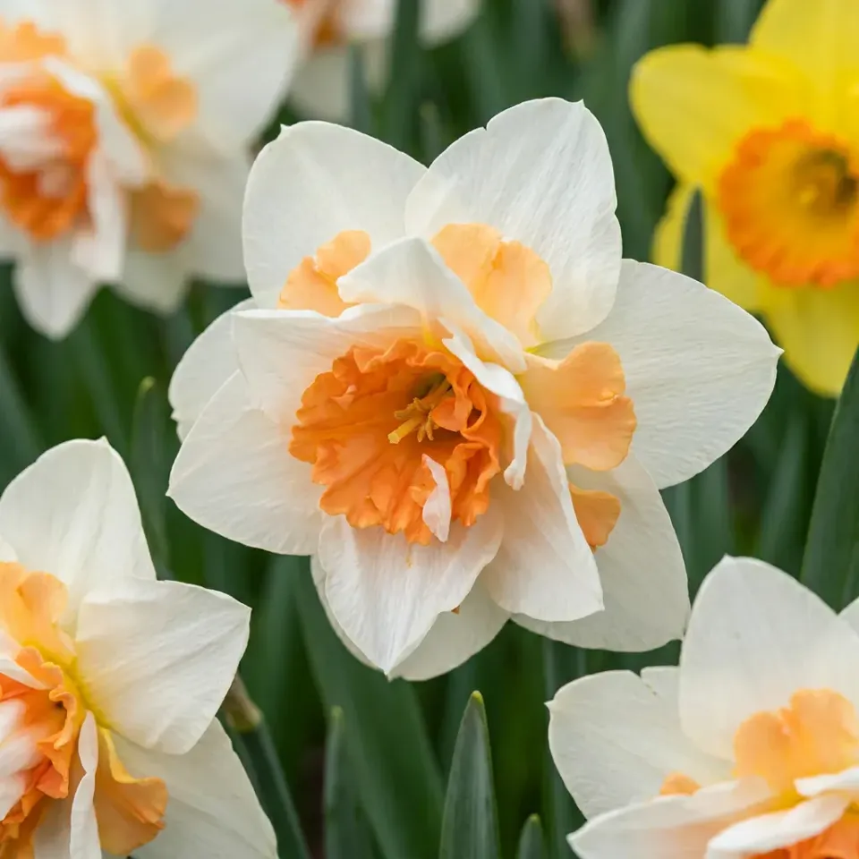 Plant and Stories Narcisse Replete bulbes 20 bulbes doubles