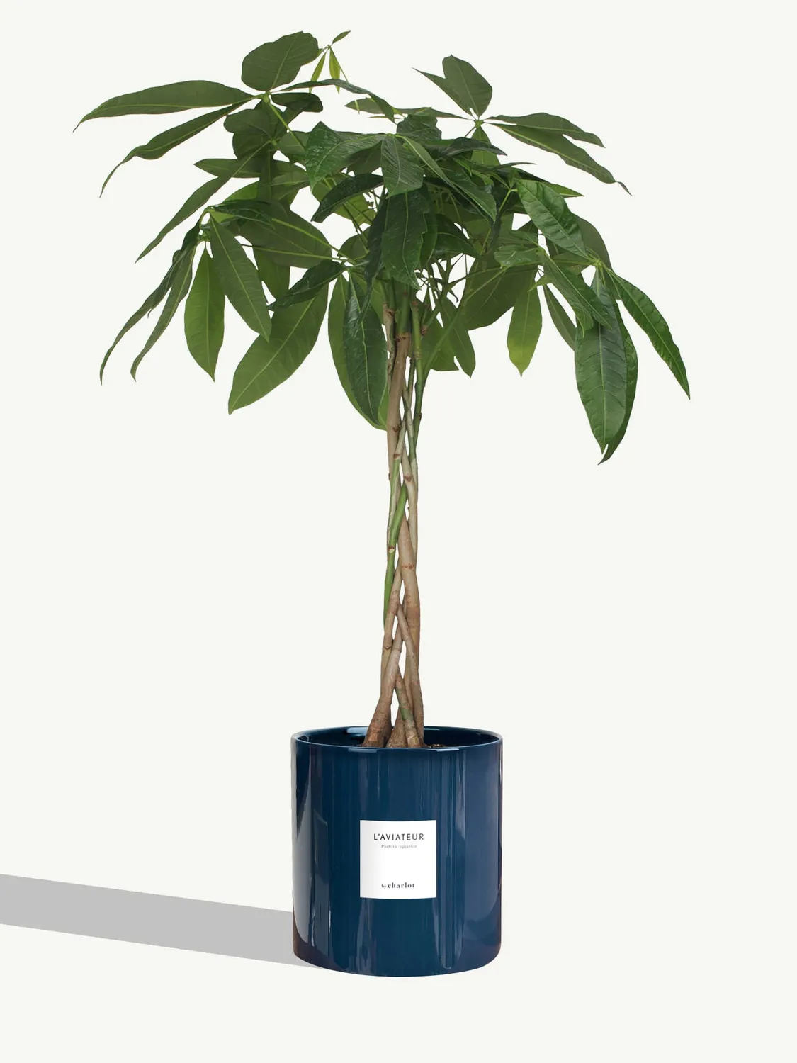 By Charlot L'Aviateur grande plante verte L+ 100 cm