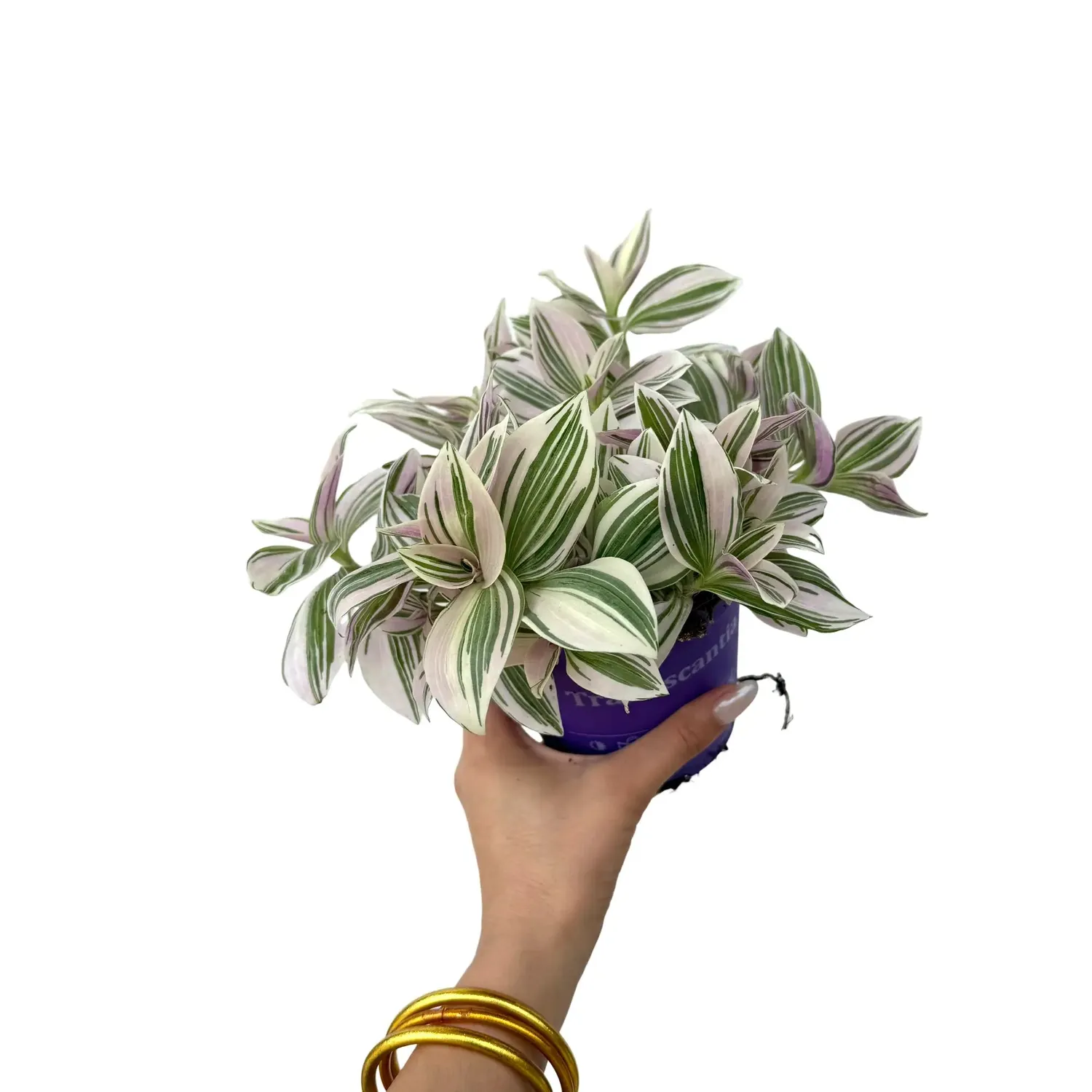 Plant and Stories Tradescantia Unicorn plante pot 8 cm nacré