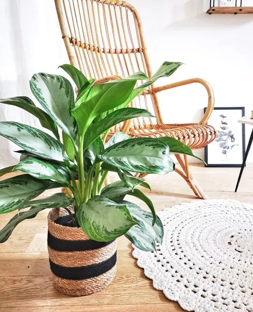 Réconciliation Végétale Naomi aglaonema plante verte marbrée