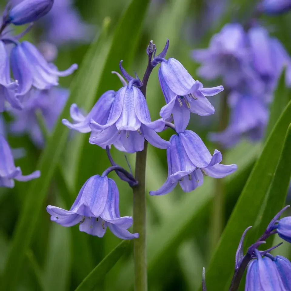 Plant and Stories Hyacinthoides jacinthe des bois bleue 40 bulbes