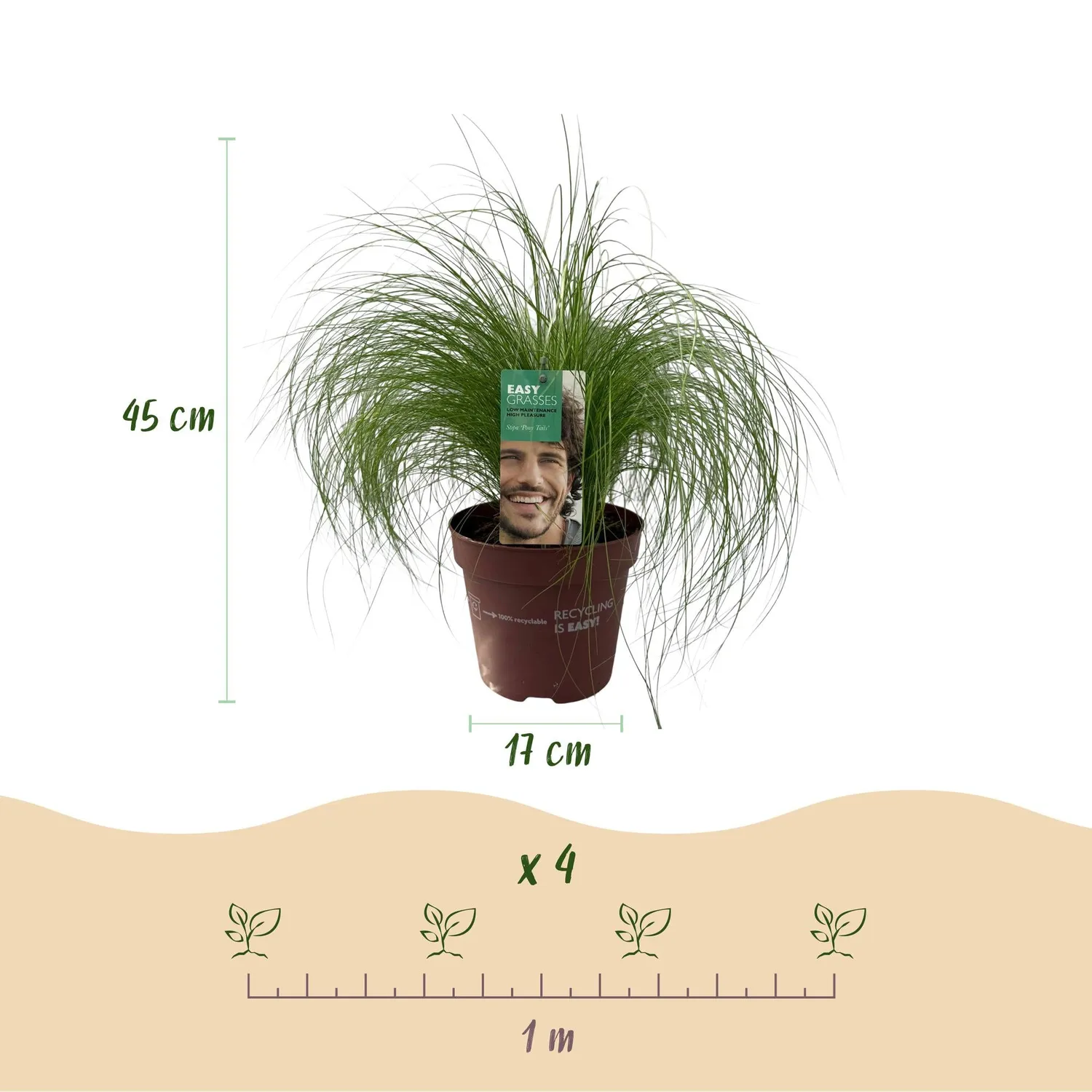 Plant and Stories Cheveux d'ange Pony Tails graminée 1 plant