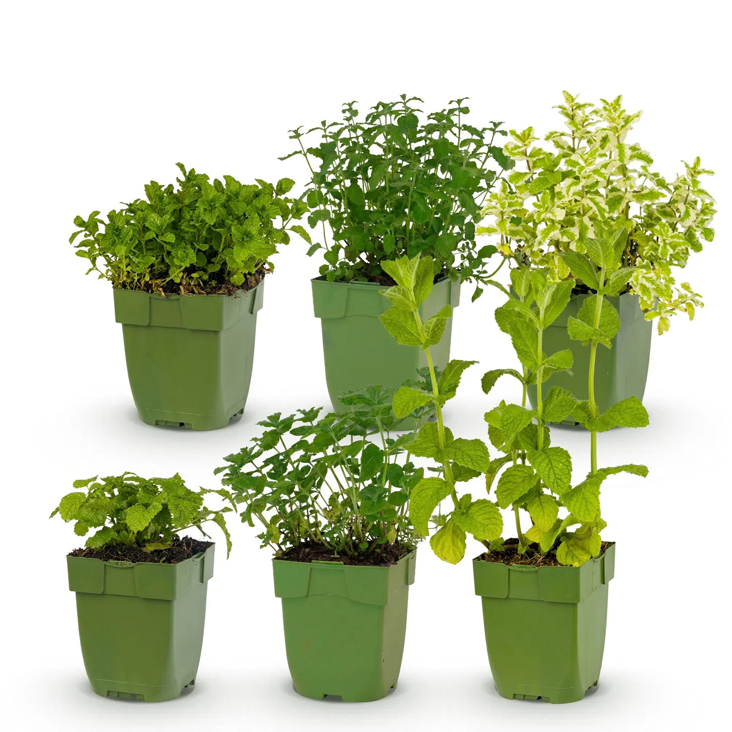 PLANT AND STORIES Vivaces aromatiques tisanes lot 6 plants pot 11 cm