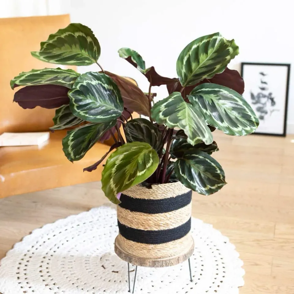 Réconciliation Végétale Billy calathea médaillon plante verte