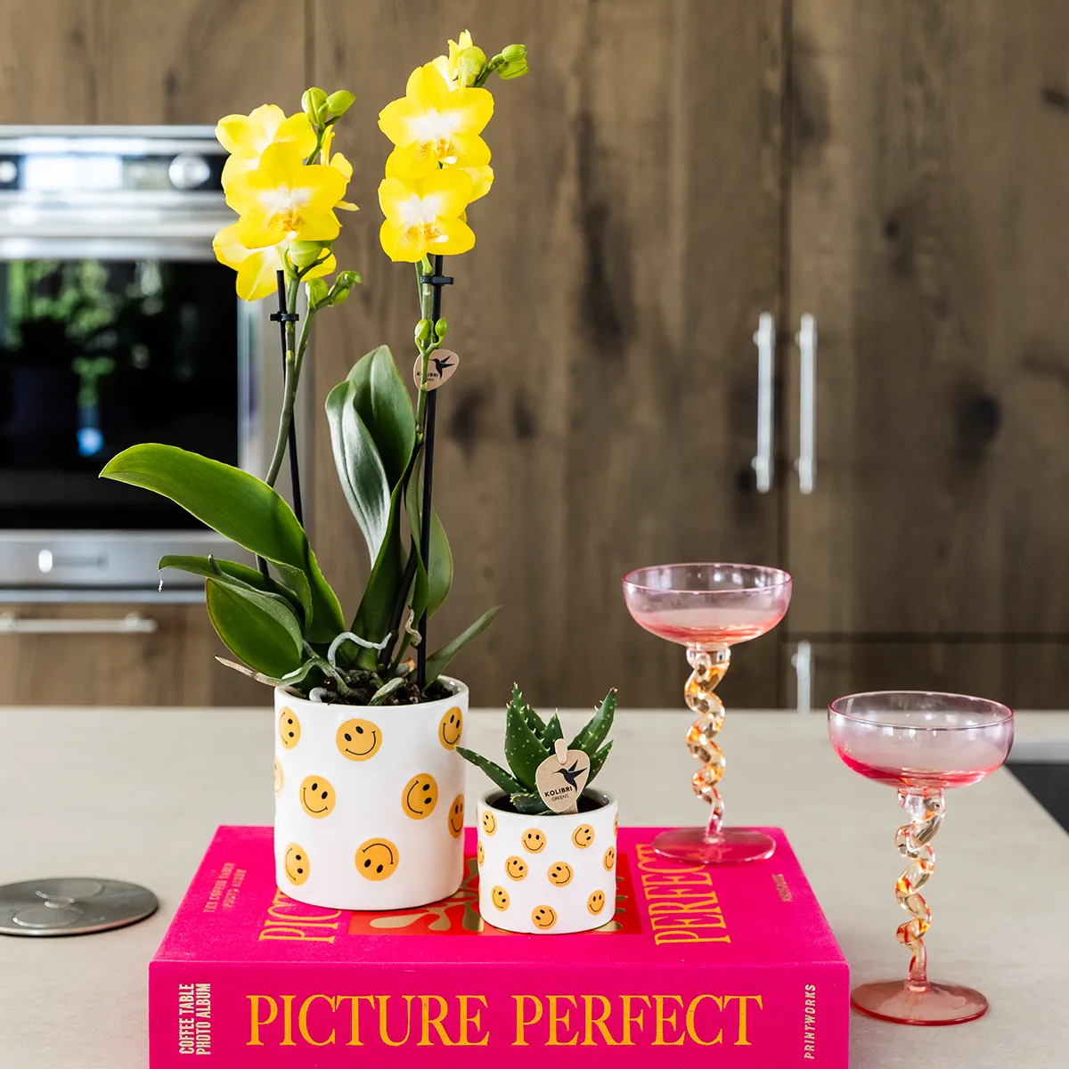 Plant and Stories Phalaenopsis Albenga orchidée jaune coffret pot 9 cm