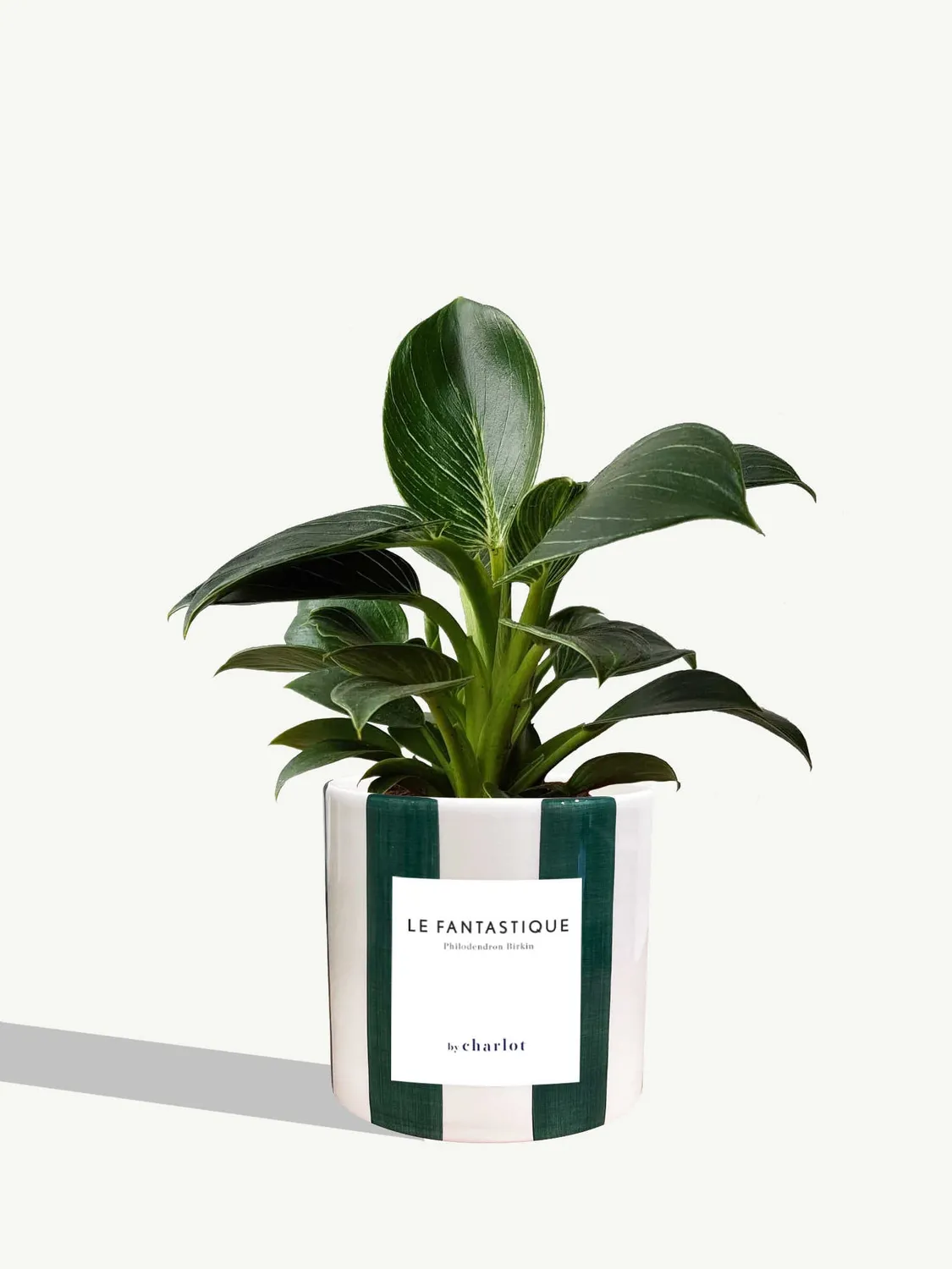 By Charlot Le Fantastique plante peperomia facile 10 cm