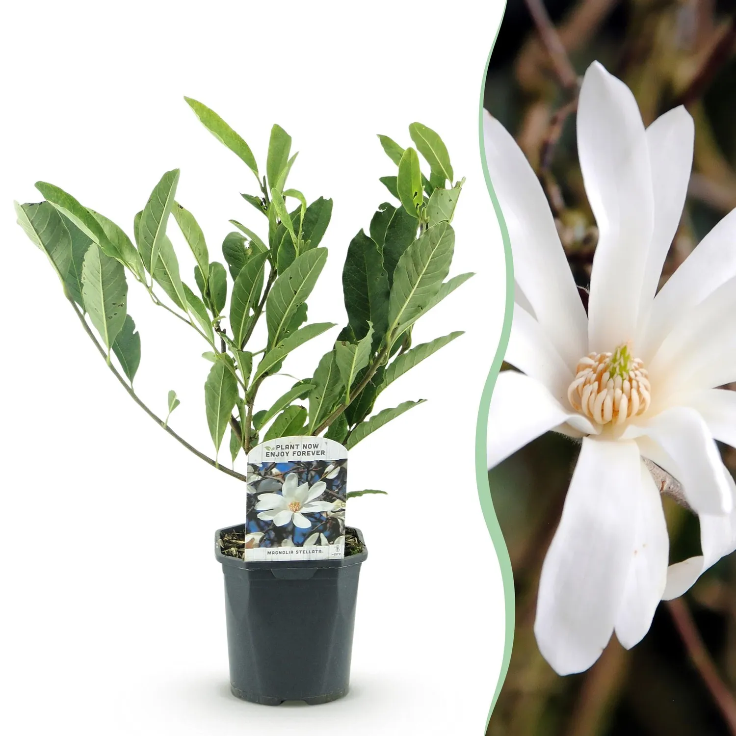 Plant and Stories Magnolia Soulangeana arbuste pot 17 cm rose