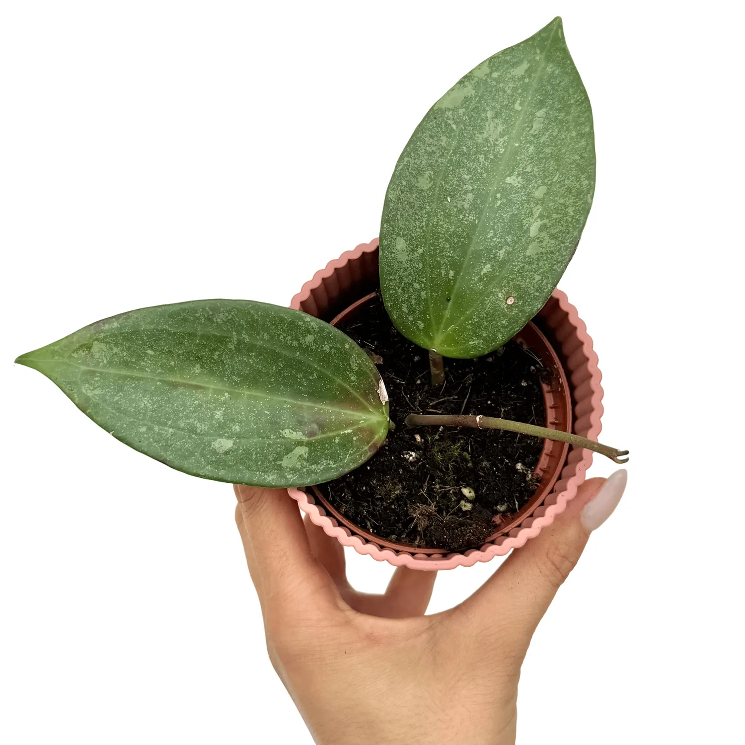 Plant and Stories Hoya Latifolia Rimba Perak plante pot 10 cm