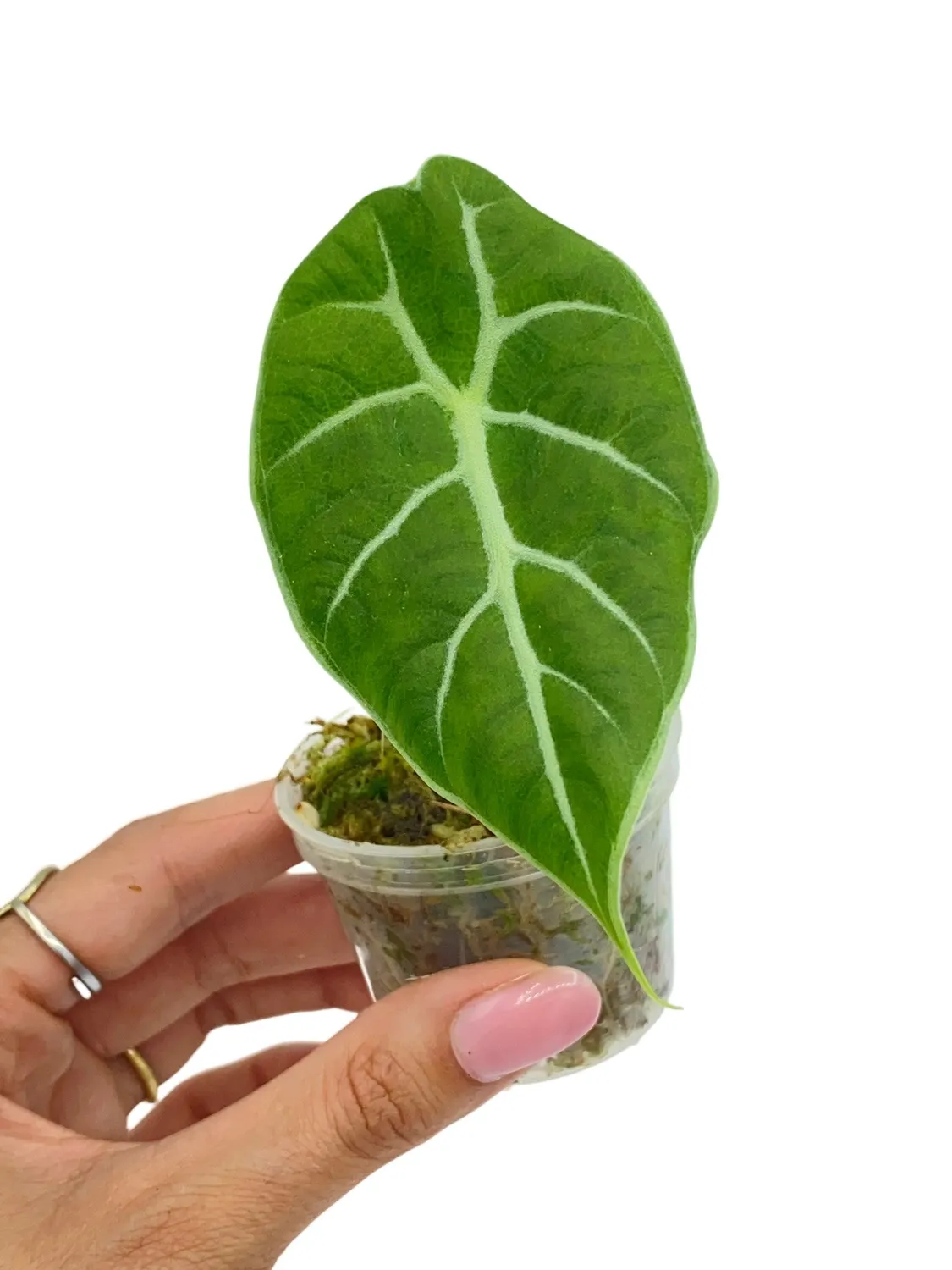 Plant and Stories Watsoniana alocasia vert foncé pot 12 cm