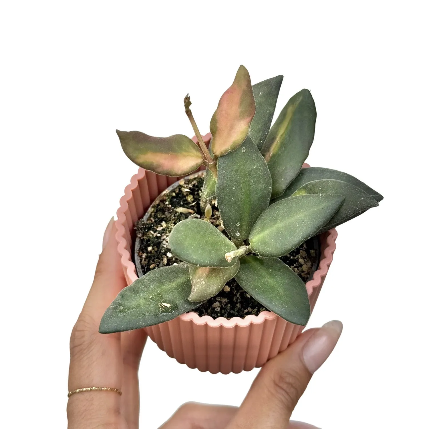 Hoya Burtoniae Variegata DS70 plante intérieur pot 6 cm panachée