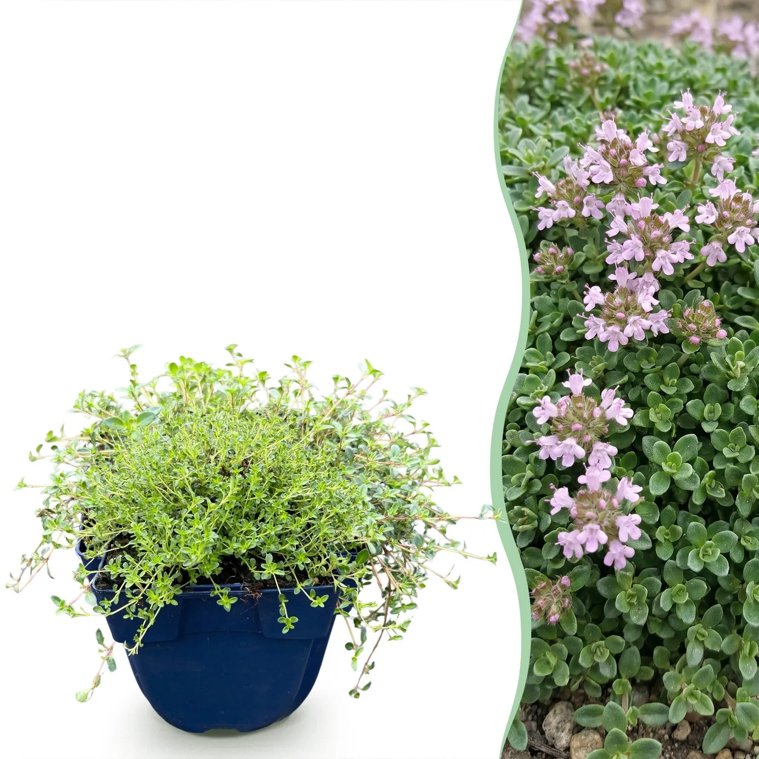 Plant and Stories Thym Minor aromatique pot 11 cm vivace