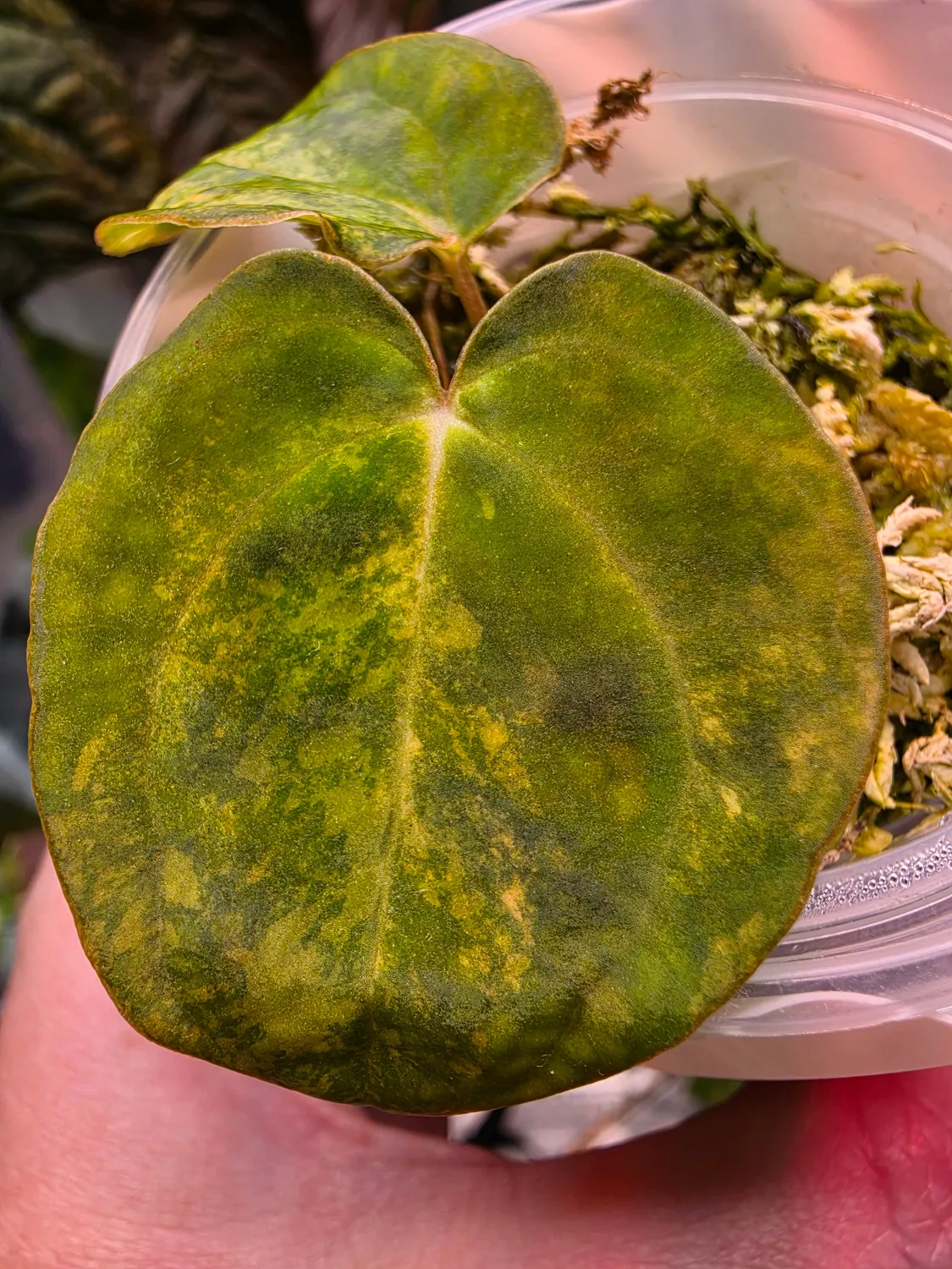 plant.ess Papillilaminum x Carlablackiae anthurium panaché clone