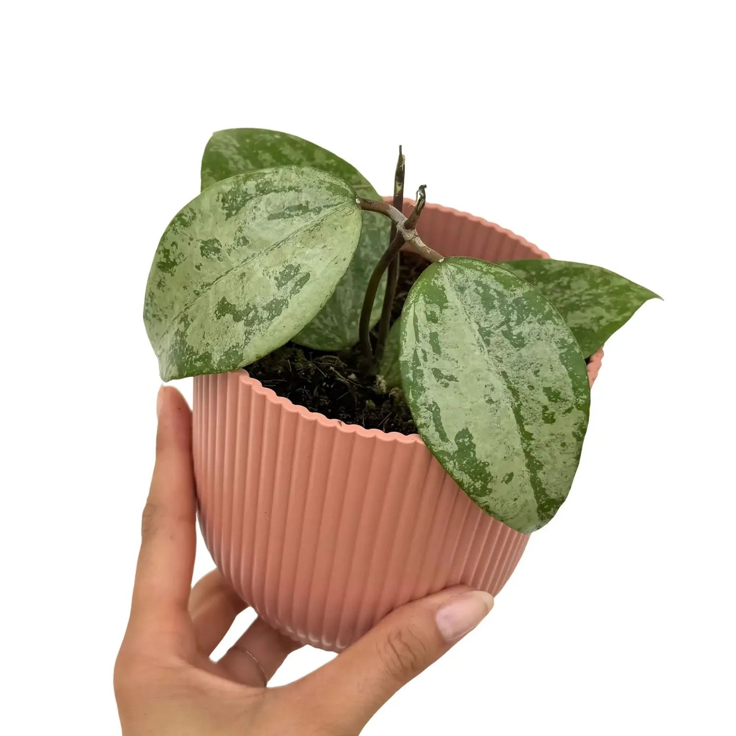 Plant and Stories Hoya Verticillata Nganjuk Plante Pot 6cm Grimpante
