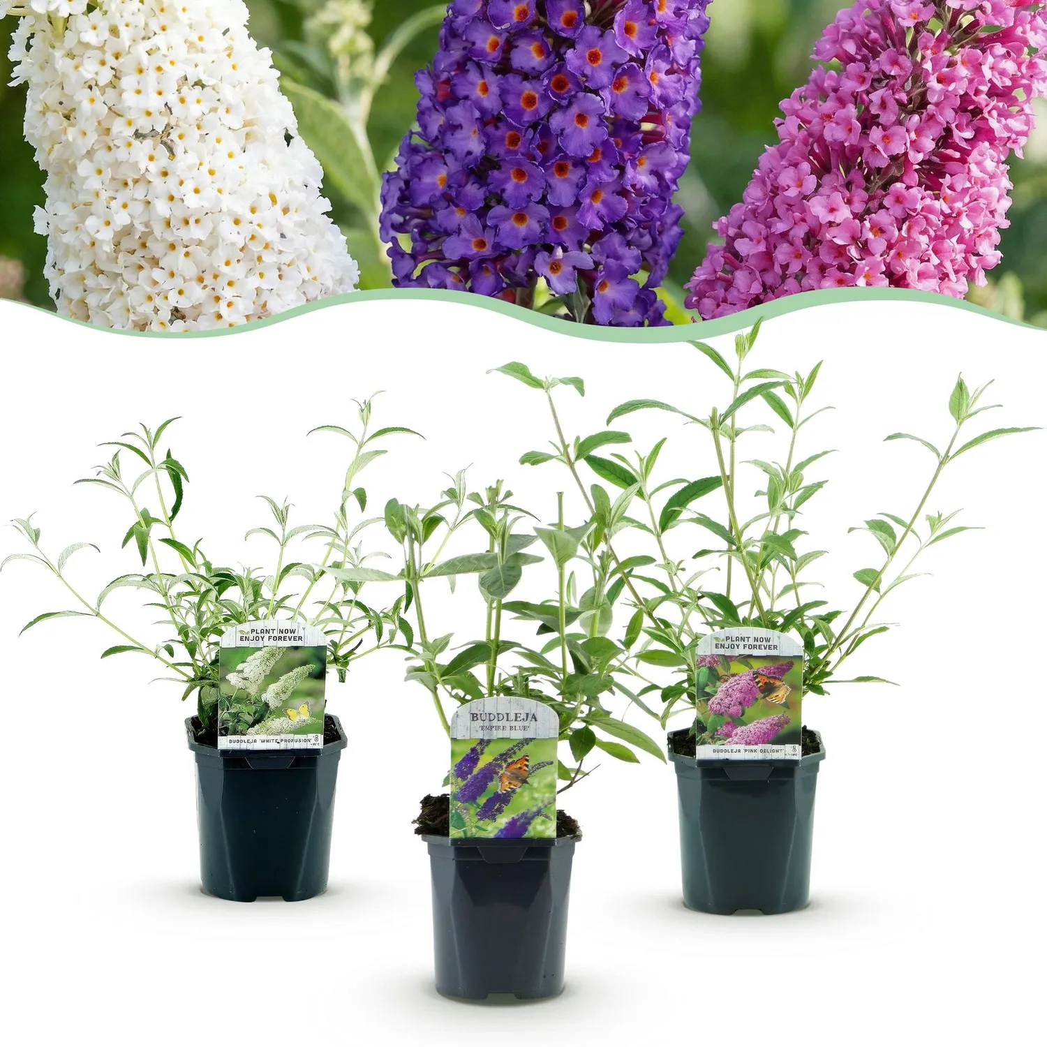 Plant and Stories Tricolour arbre aux papillons 1 plant 30 cm
