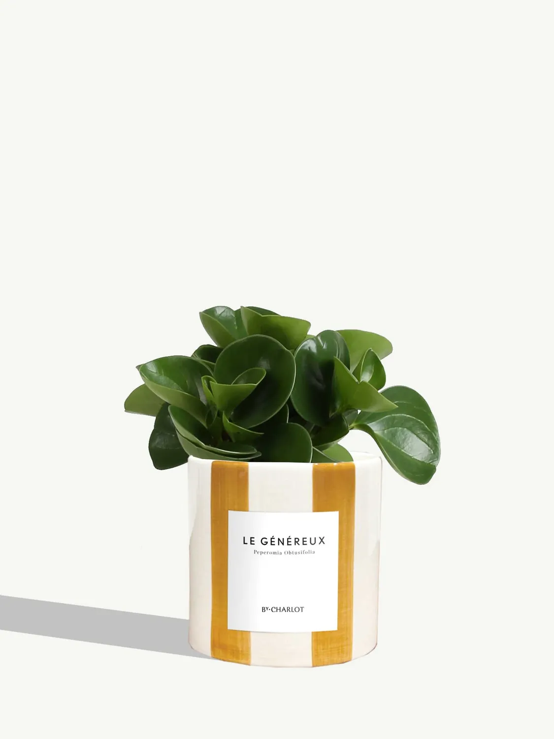 By Charlot Le Généreux plante pot S peperomia