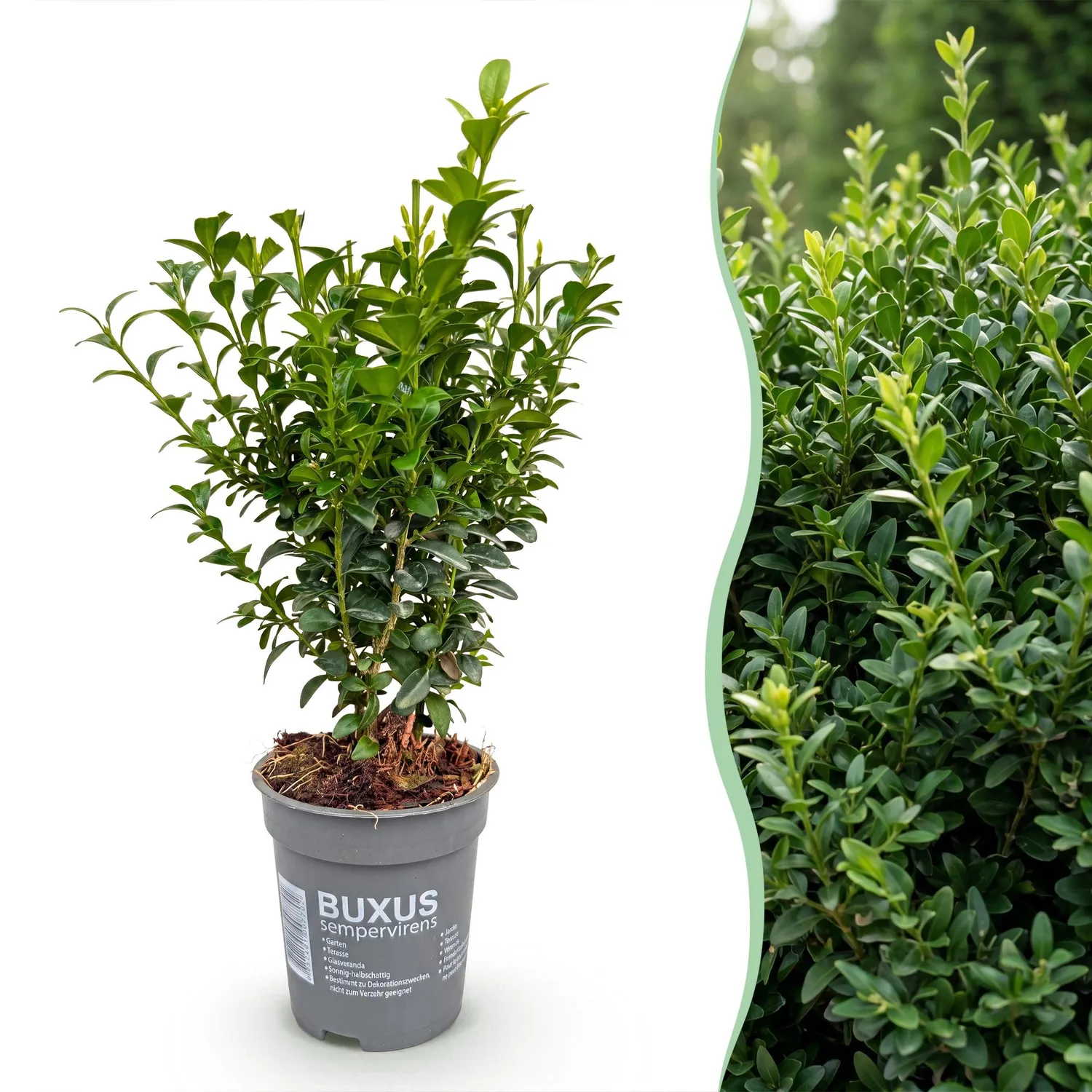 Plant and Stories Buxus buis haie 8 plants pot 9 cm
