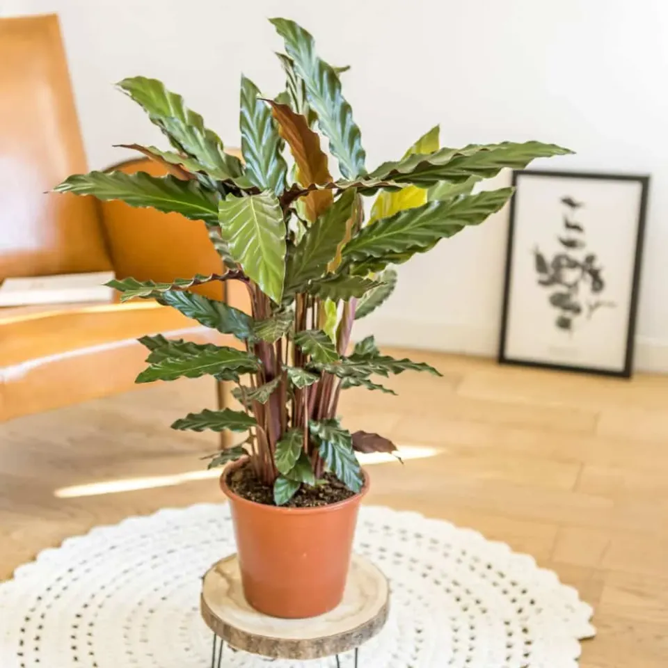 Réconciliation Végétale Winnie Calathea Wavestar plante paon