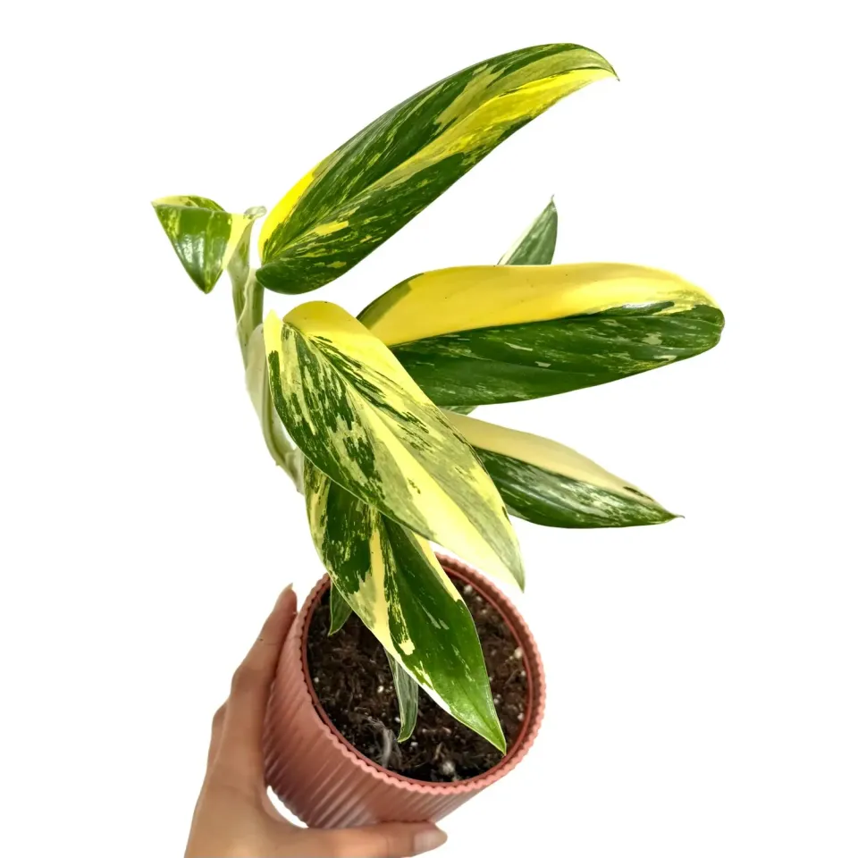 Plant and Stories Standleyana Variegata monstera pot 9 cm rare