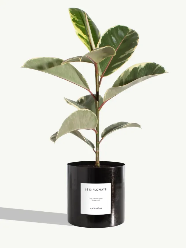 By Charlot Le Diplomate plante métal mat noir graphite