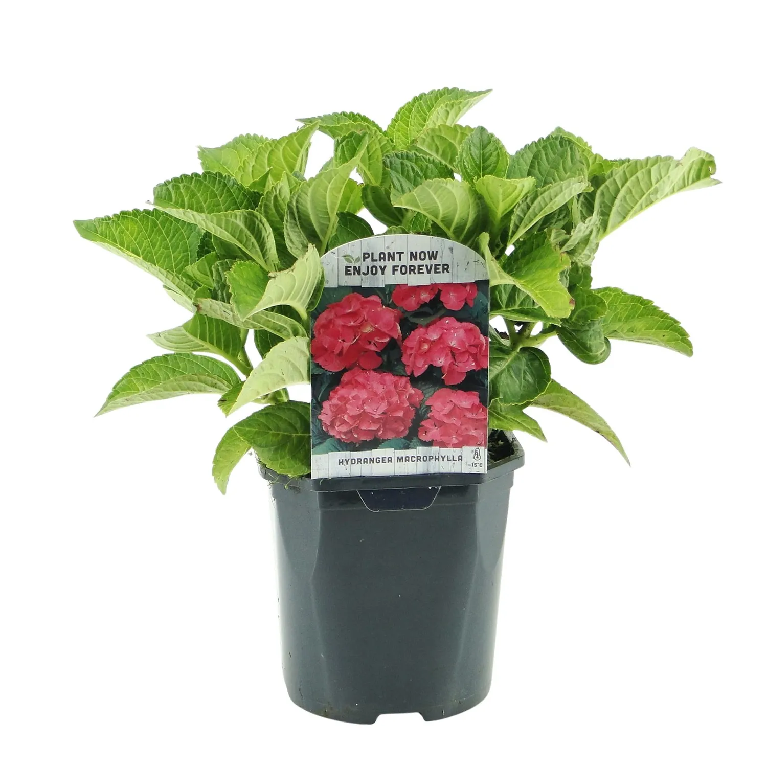 Plant and Stories Hortensia Macrophylla arbuste 1 plante rouge