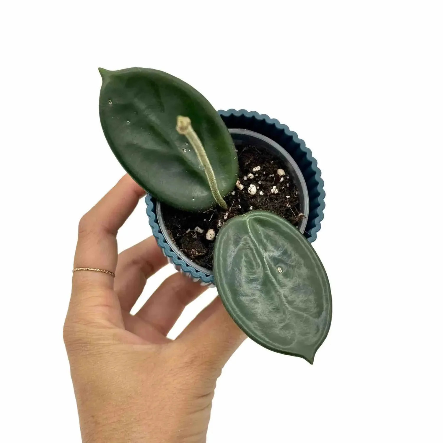 Plant and Stories Hoya Vangviengiensis plante pot 6cm veloutée