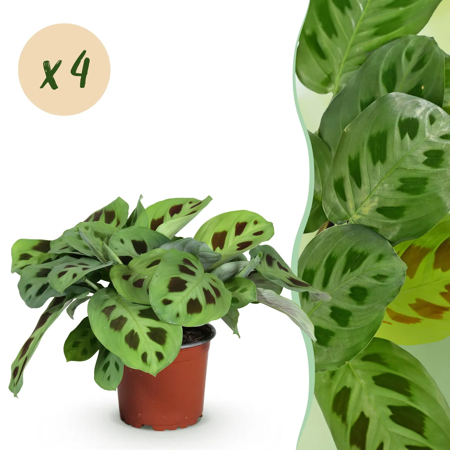 Plant and Stories Maranta Fascinator Kerchoveana pot 12 cm