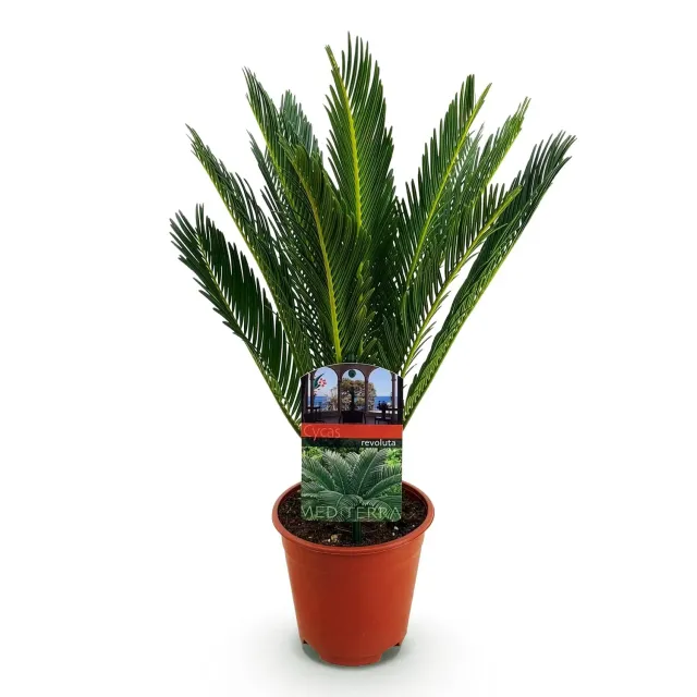 Plant and Stories Cycas revoluta palmier 1 plante pot 15 cm