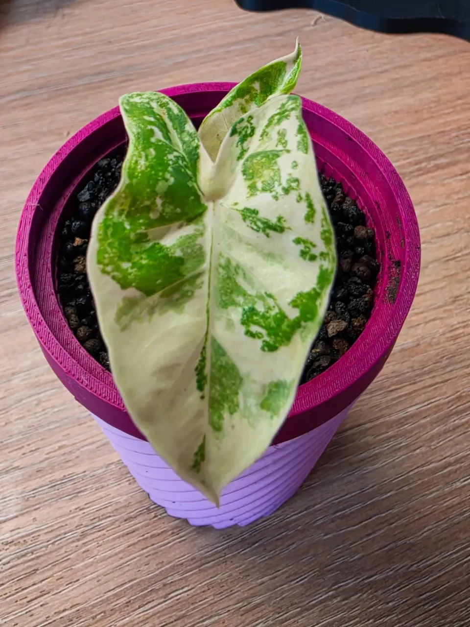 plant.ess Alocasia Calidora Hybrid plante 2 feuilles panachée