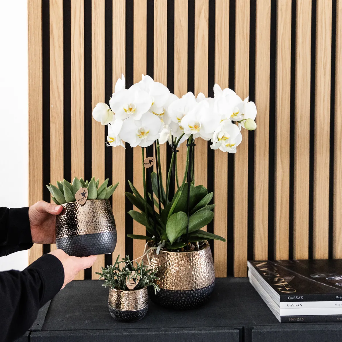 Plant and Stories Phalaenopsis orchidée blanche duo pot 12 cm