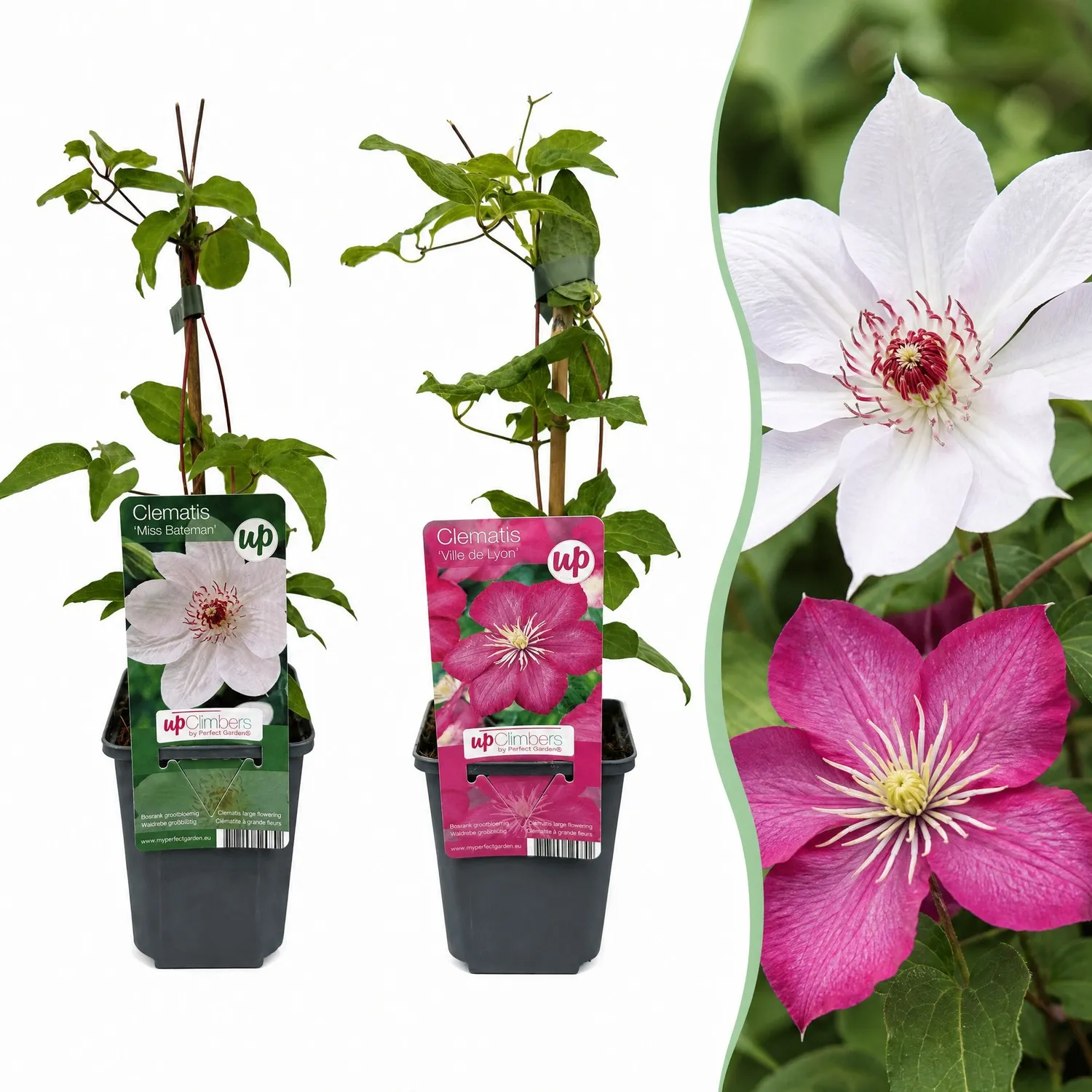 Plant and Stories Clématite Duo grimpantes 2 plants rose
