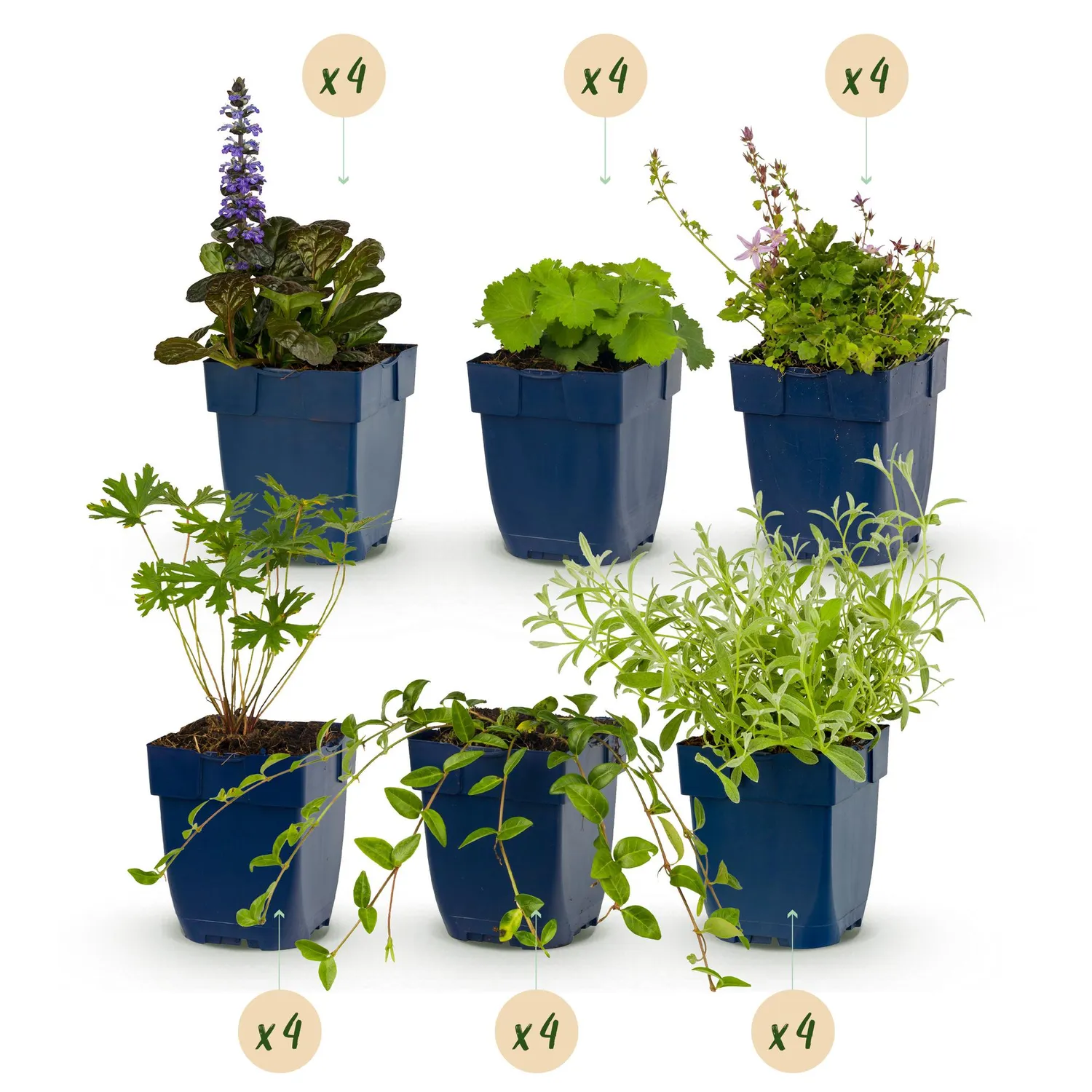 Plant and Stories Pack vivaces couvre-sol massif pot 11 cm lot 6